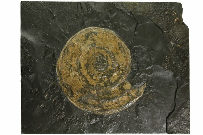 Jurassic Ammonite (Harpoceras) Fossil - Germany #167803